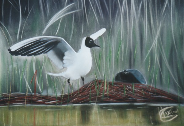 003 La Mouette.jpg - Mouette (65x50 cm)